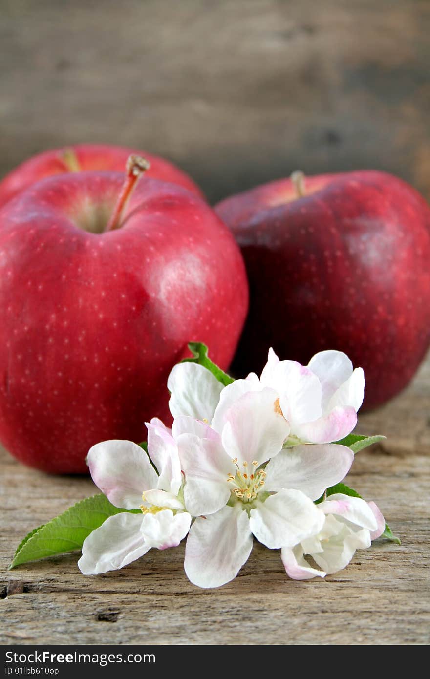 Close up of blooms from an apple tree with three apples in the background. Room for text. Close up of blooms from an apple tree with three apples in the background. Room for text.