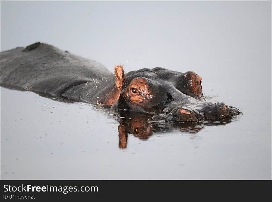 Hippo lazy in a watering hole. Hippo lazy in a watering hole