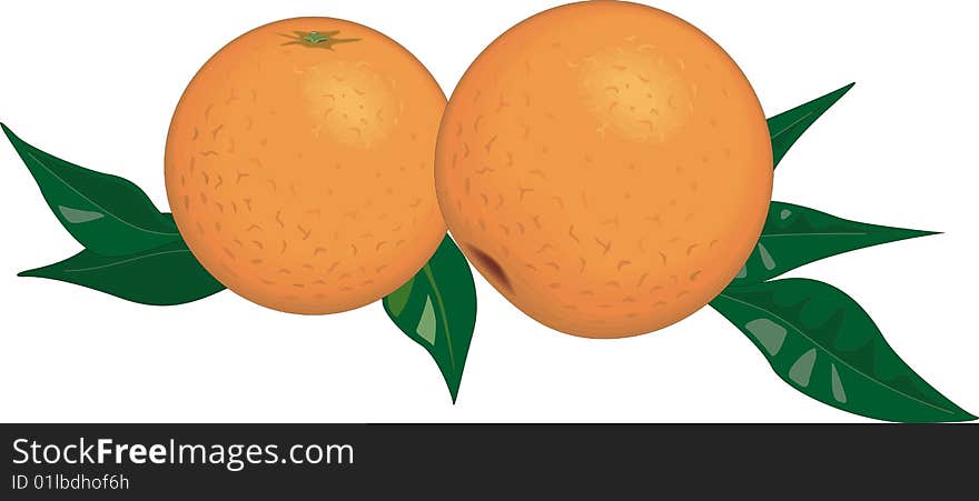 Still Life on a composition of oranges