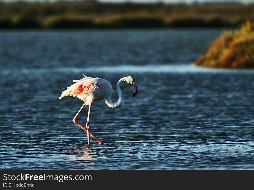 Flamingo in sunset. Camargue, France. Flamingo in sunset. Camargue, France.