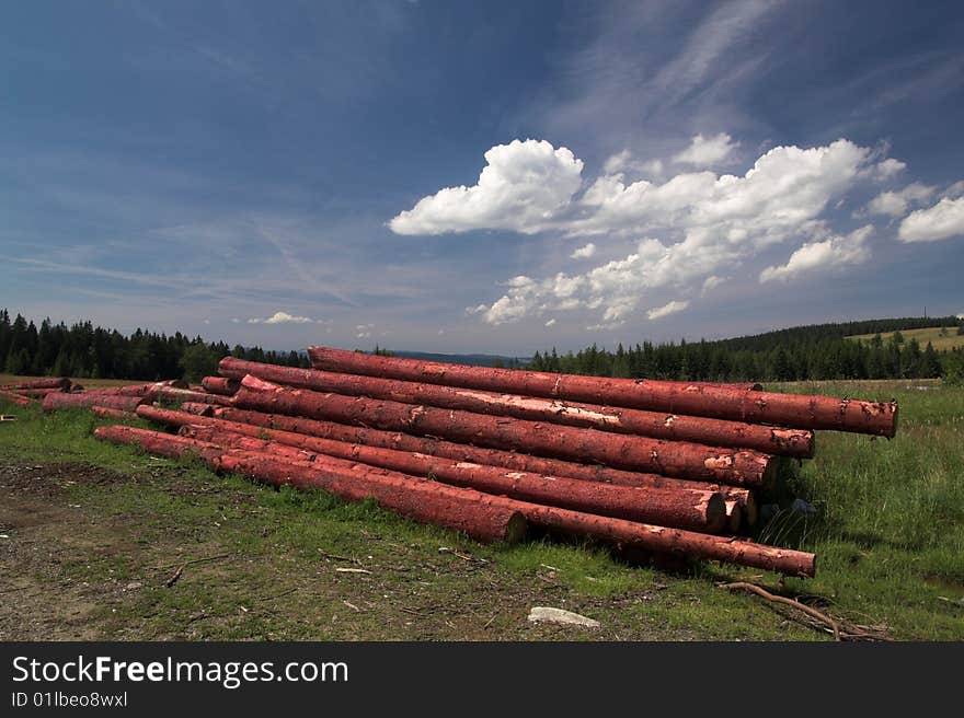 Hag in the Bohemian forest