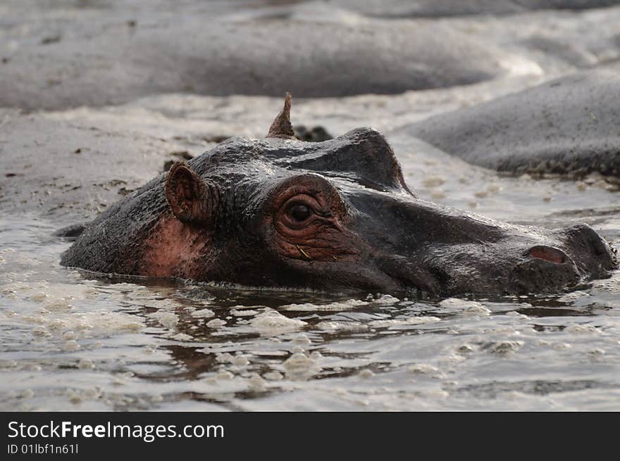 Hippo lazy in a watering hole. Hippo lazy in a watering hole