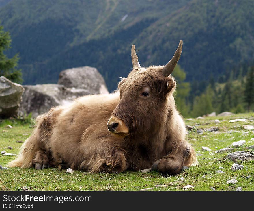 A cow with long curly hair lying on a highland in Sichuan, China