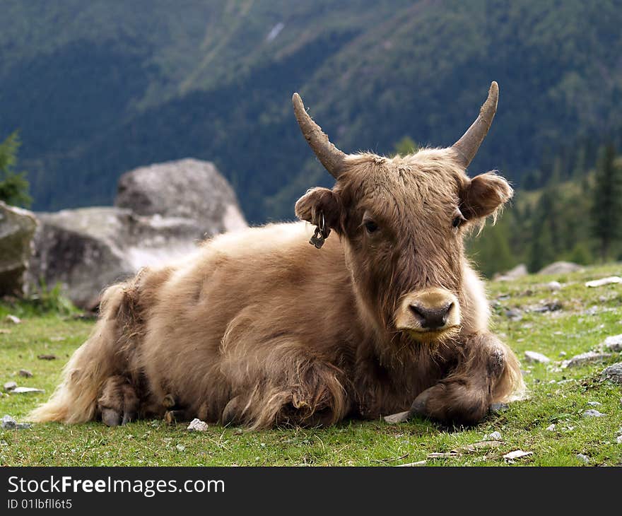 A cow with long curly hair lying on a highland in Sichuan, China. A cow with long curly hair lying on a highland in Sichuan, China