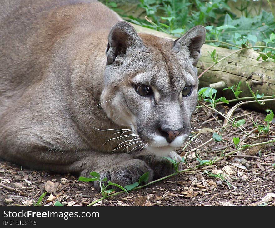 Puma crouching watching potential prey or rival.