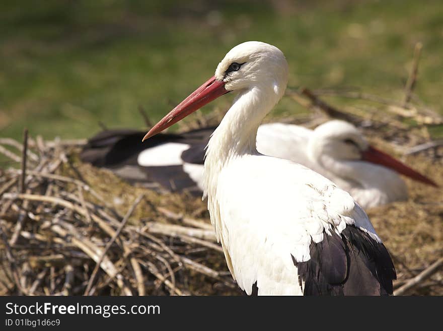 Stork's Nest with on the lawn. Stork's Nest with on the lawn