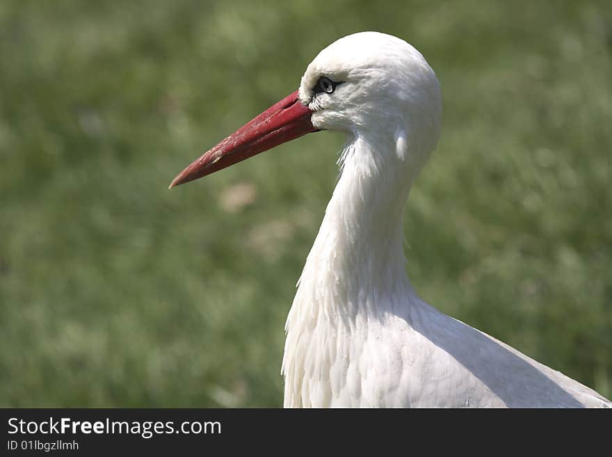 Storch