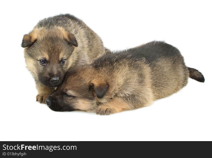 Germany sheep-dogs puppys