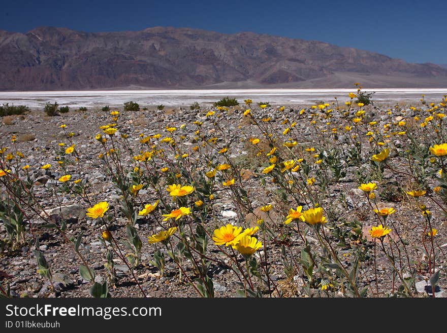 Flowers in Death valley