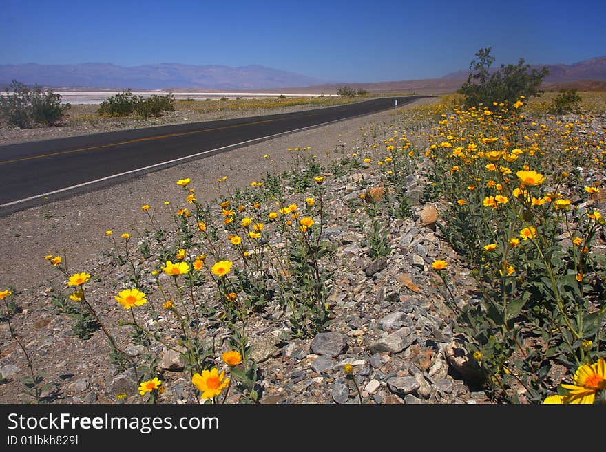 Flowers in Death valley