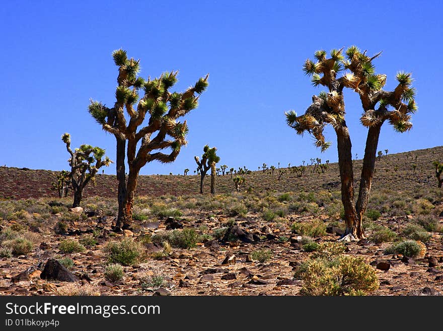 Joshua trees in the desert