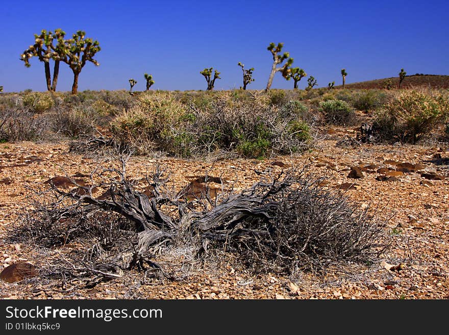 Joshua trees in the desert