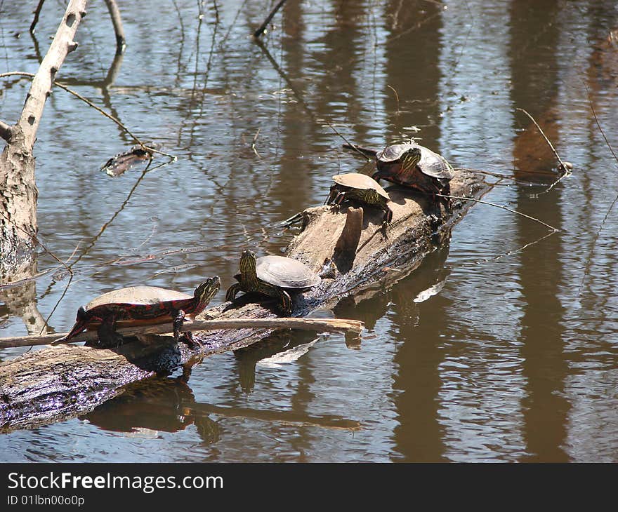 Turtles on a log