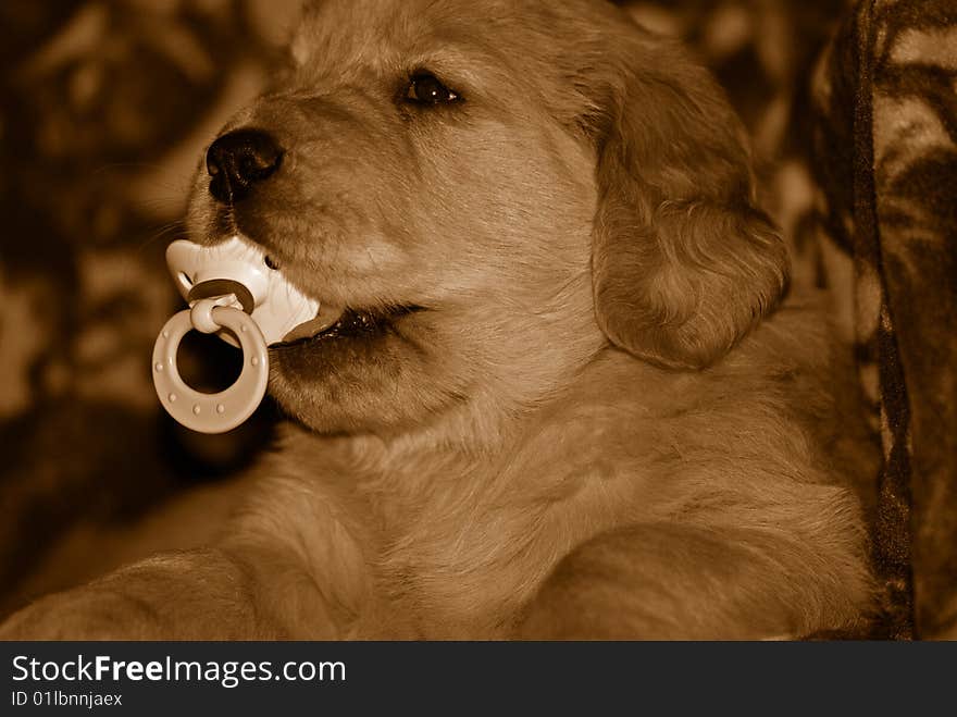 Golden retriever puppy with pacifier in sepia tones. Golden retriever puppy with pacifier in sepia tones.