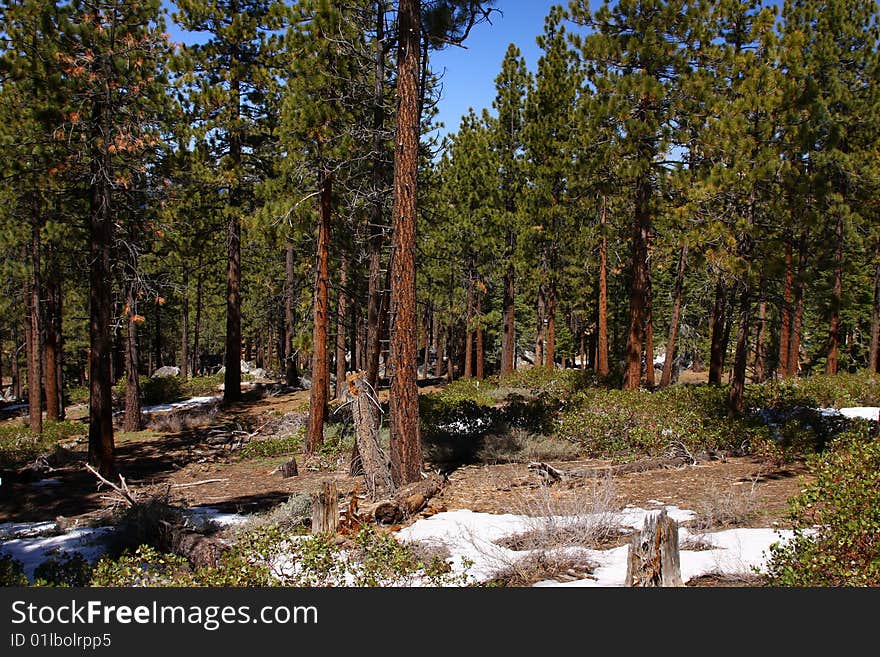 Lake tahoe in spring with snow and trees