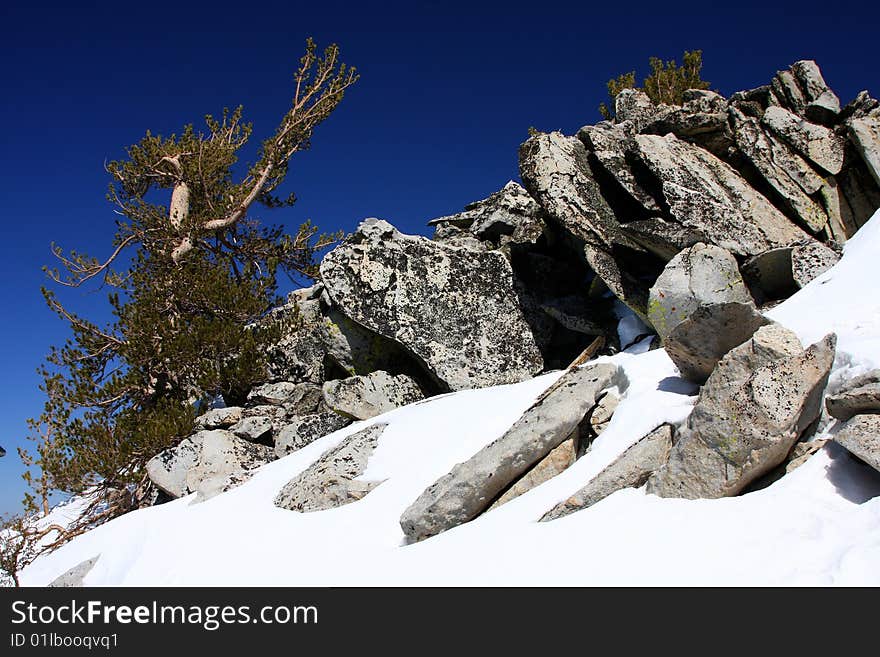 Lake tahoe in spring with snow and trees