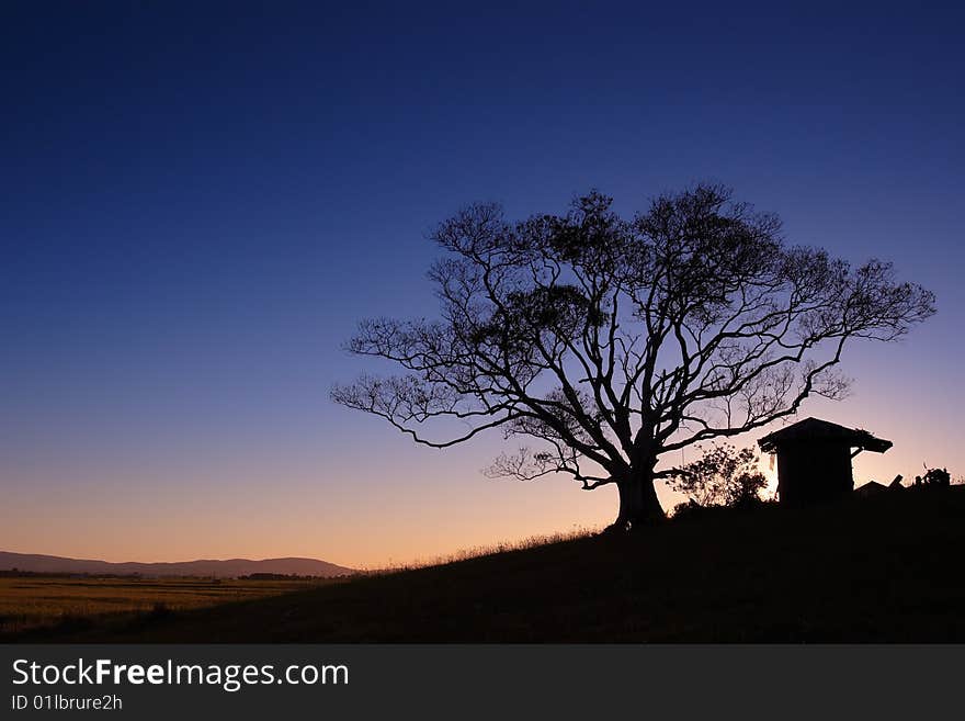 A tree and shed on a hill makes a silhouette against a clear sunset sky. Image has empty space for text or image overlay in layout design. A tree and shed on a hill makes a silhouette against a clear sunset sky. Image has empty space for text or image overlay in layout design.