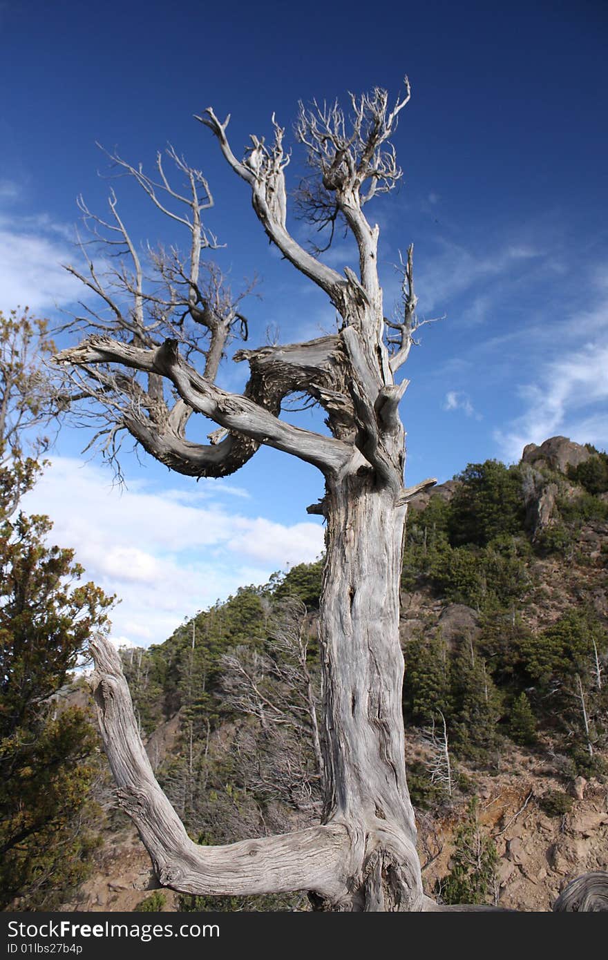 Dead tree in patagonia landscape