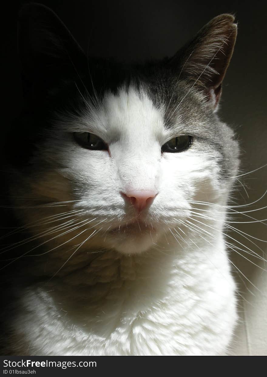 Stock photo of the head of a pretty grey and white cat