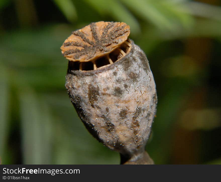 Poppy (Papaver) flower seed head. Poppy (Papaver) flower seed head