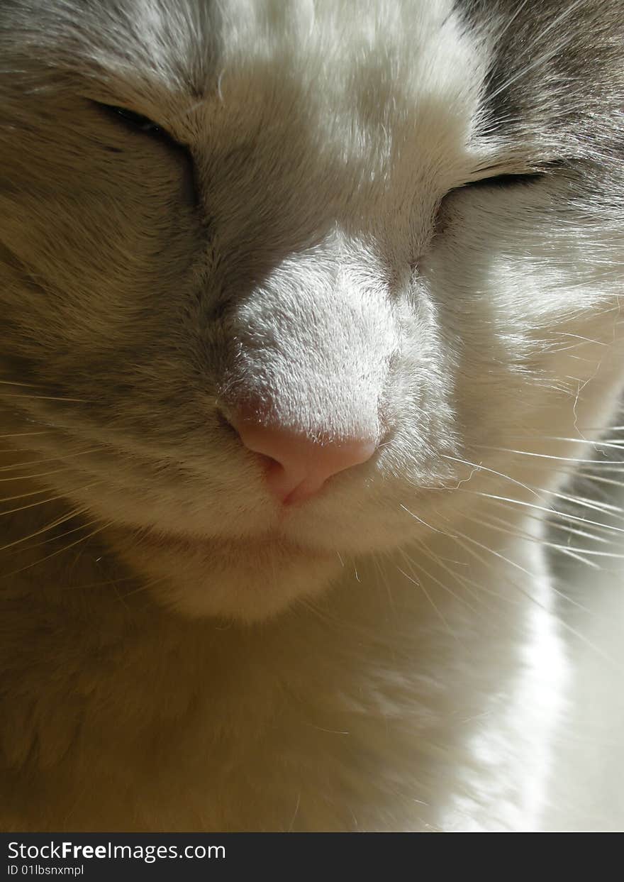 Stock photo of the head of a pretty grey and white cat