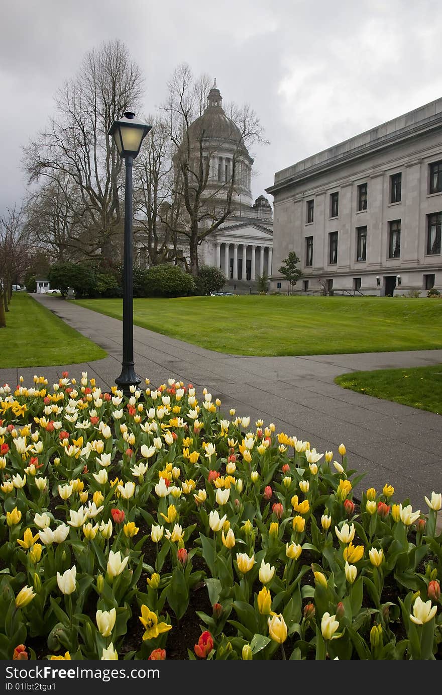 Tulips with Government Buildings