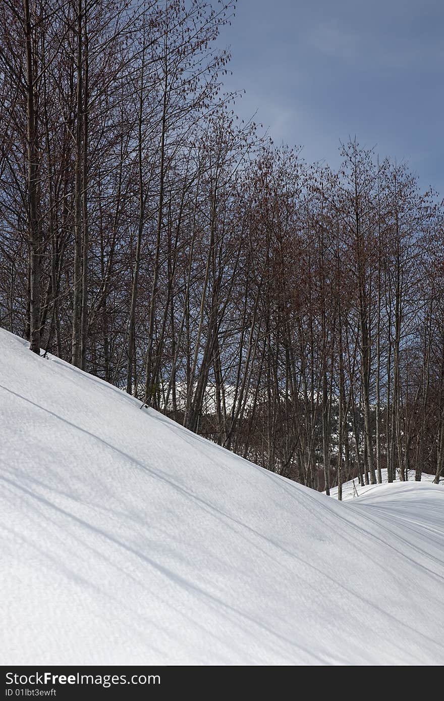 Trees casting a shadow across a snow bank. Trees casting a shadow across a snow bank