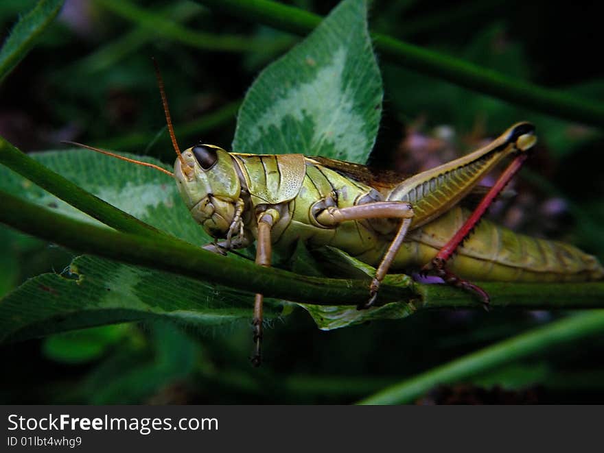 Grasshopper on clover