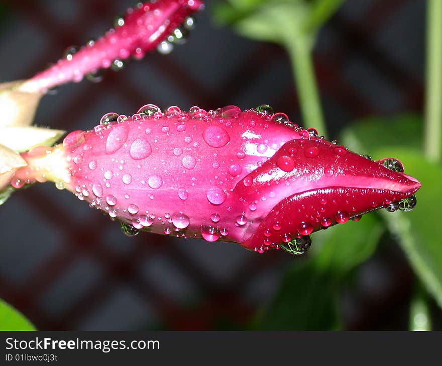 Flower Bud