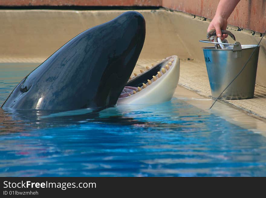 Trainer feeding orca whale in aquarium