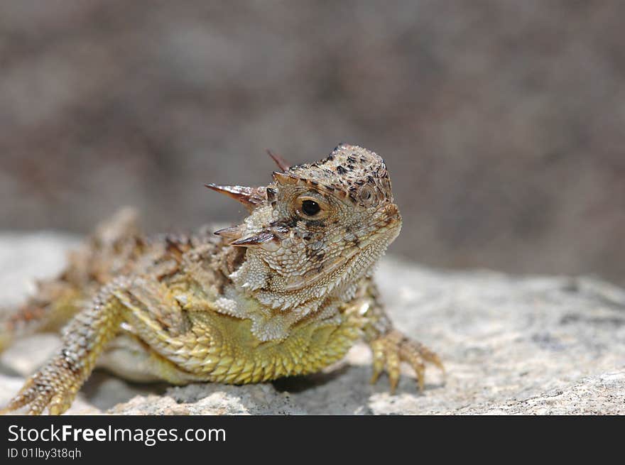 A Texas horned lizard resting on a rock with a blurred stone background. A Texas horned lizard resting on a rock with a blurred stone background.