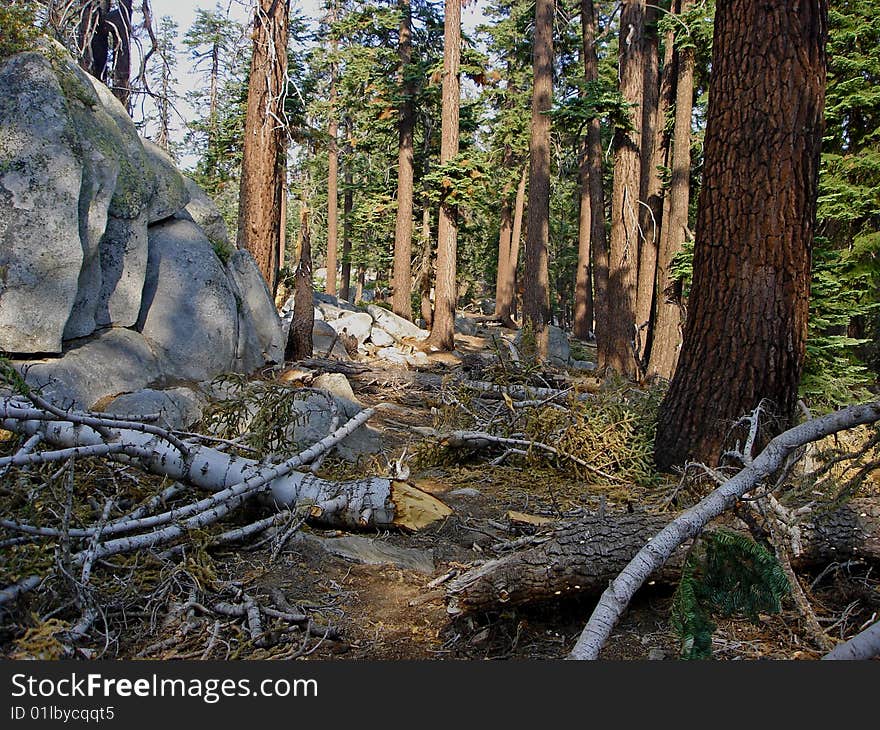 Trail through fallen trees