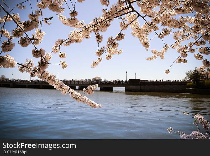 Cherry Blossom with Potomac river