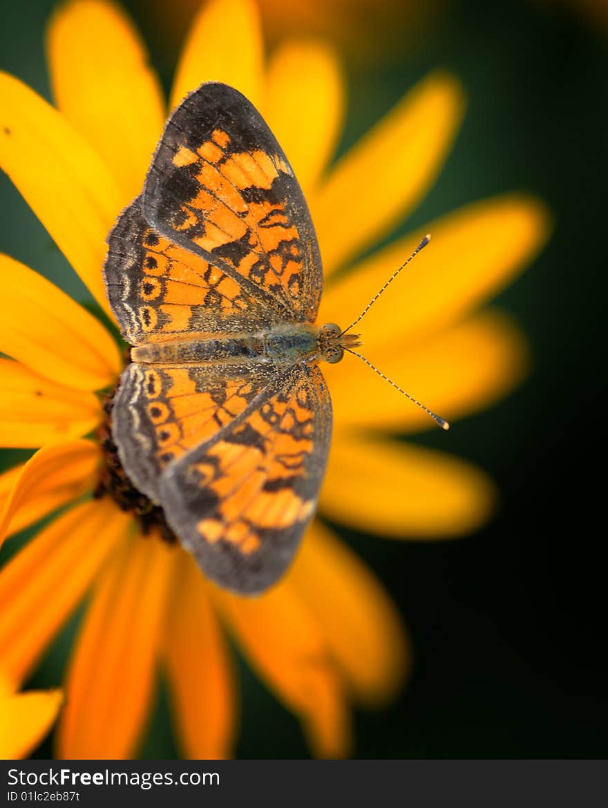 Butterfly on yellow flower