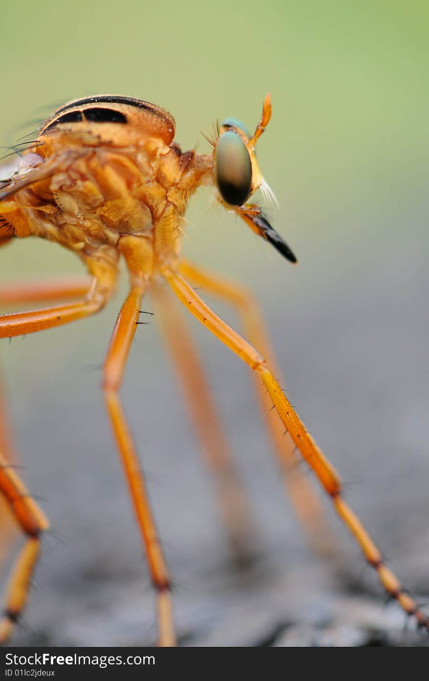 Hanging Thief Robber Fly