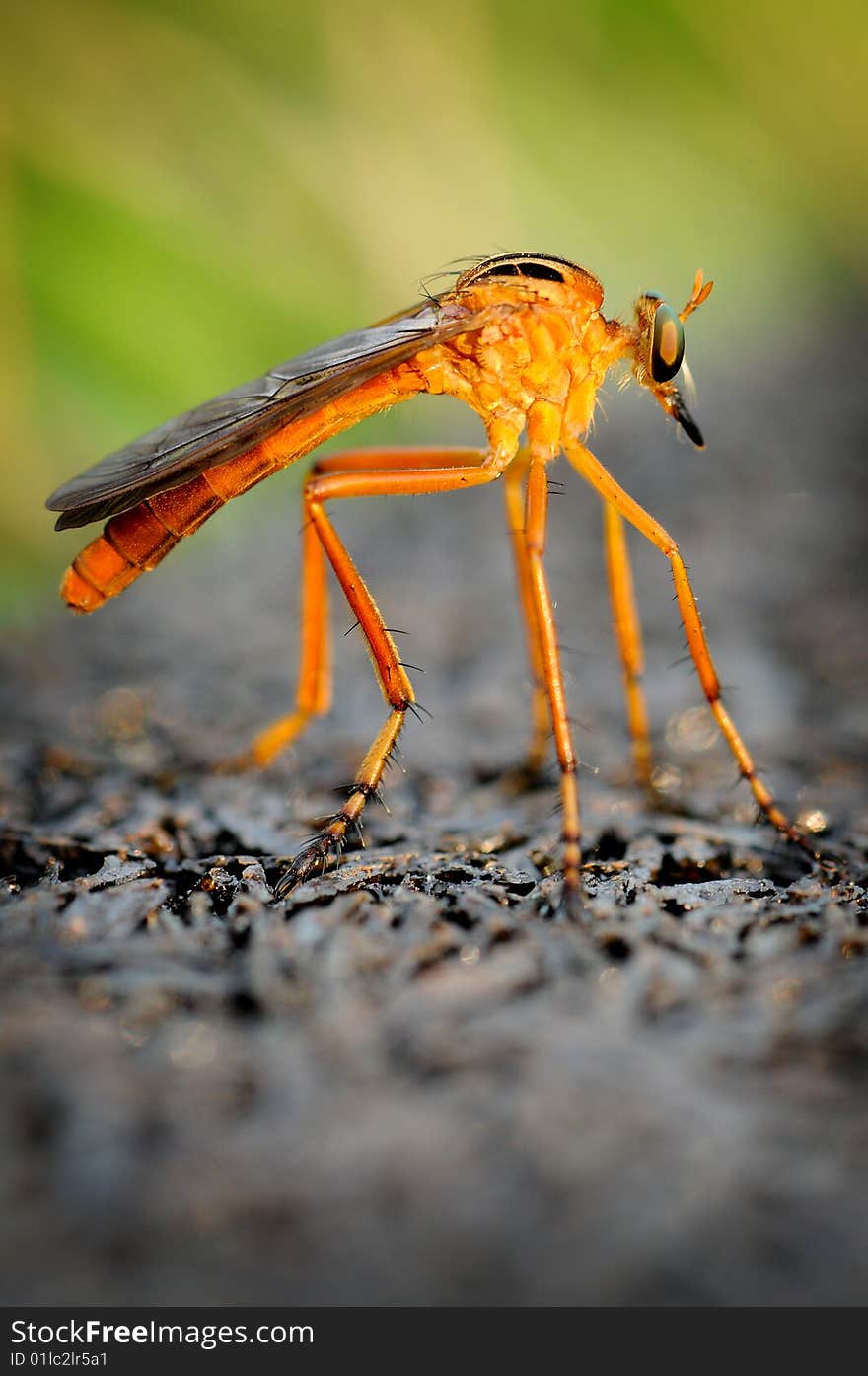 Hanging Thief Robber Fly