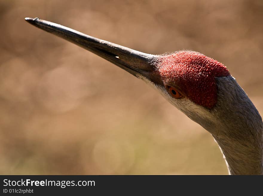 Sandhill Crane (Grus Canadensis)