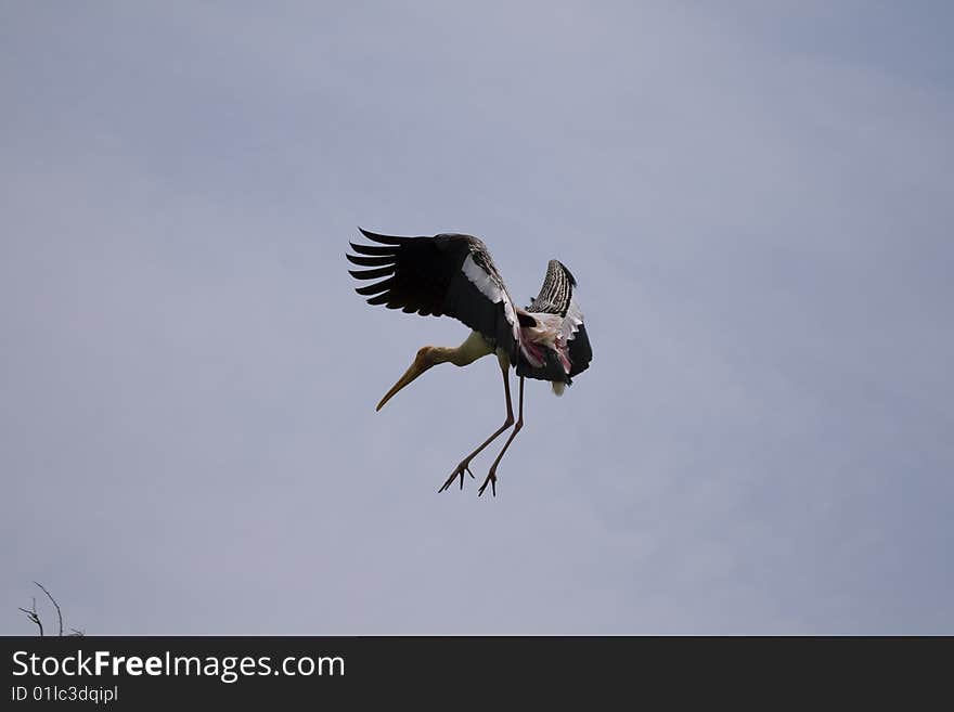 Painted stork flying in the air