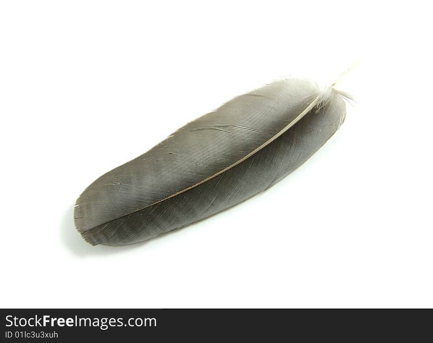 Black feather isolated on white background