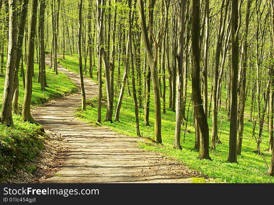 Green forest  background in sunny day. Green forest  background in sunny day