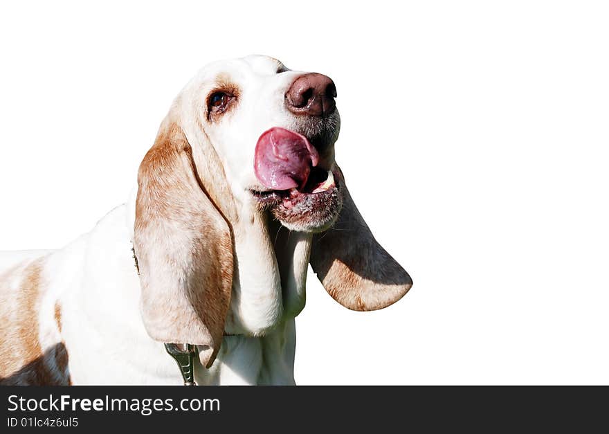 Basset on a white background