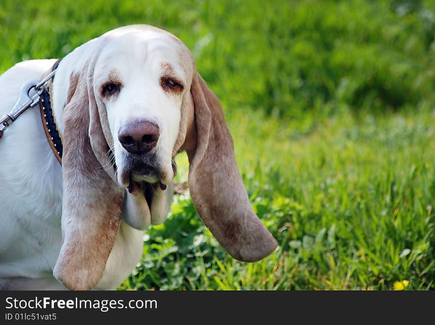 Basset on green grass