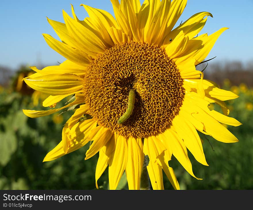 Sunflower with a caterpillar