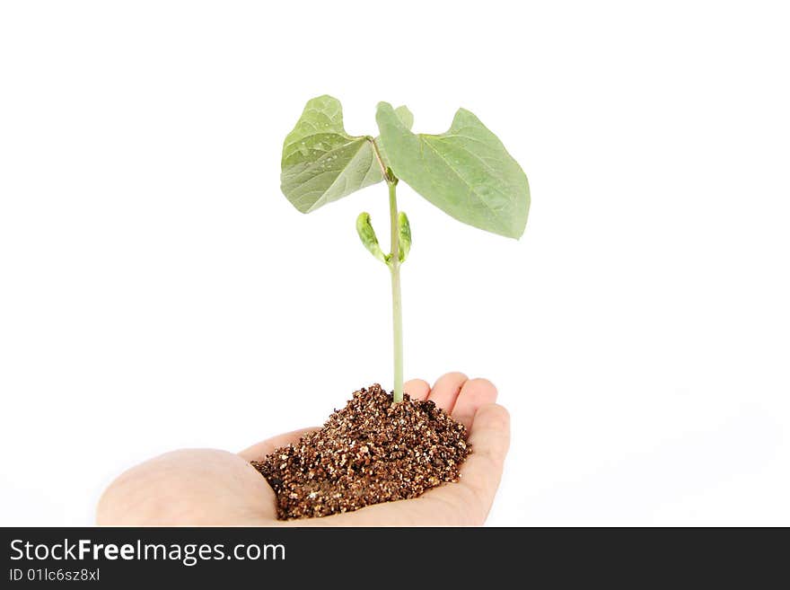 A seedling  on white background. A seedling  on white background