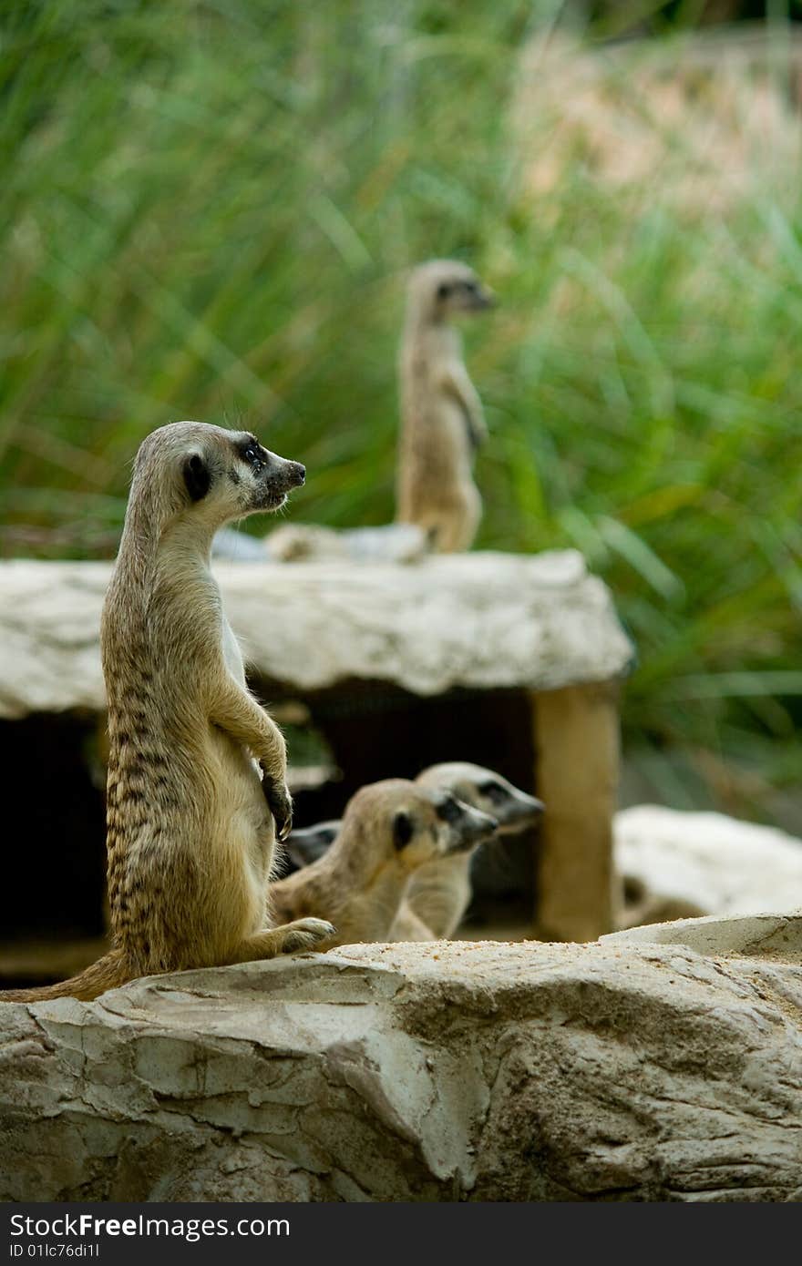 Meerkat or Suricate (suricata suricatta) , zoo asia