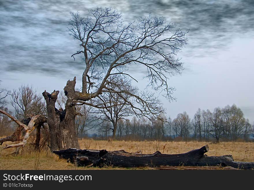 Tree affected with flash