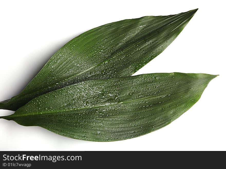 Isolated fronds on a white background with rain drops