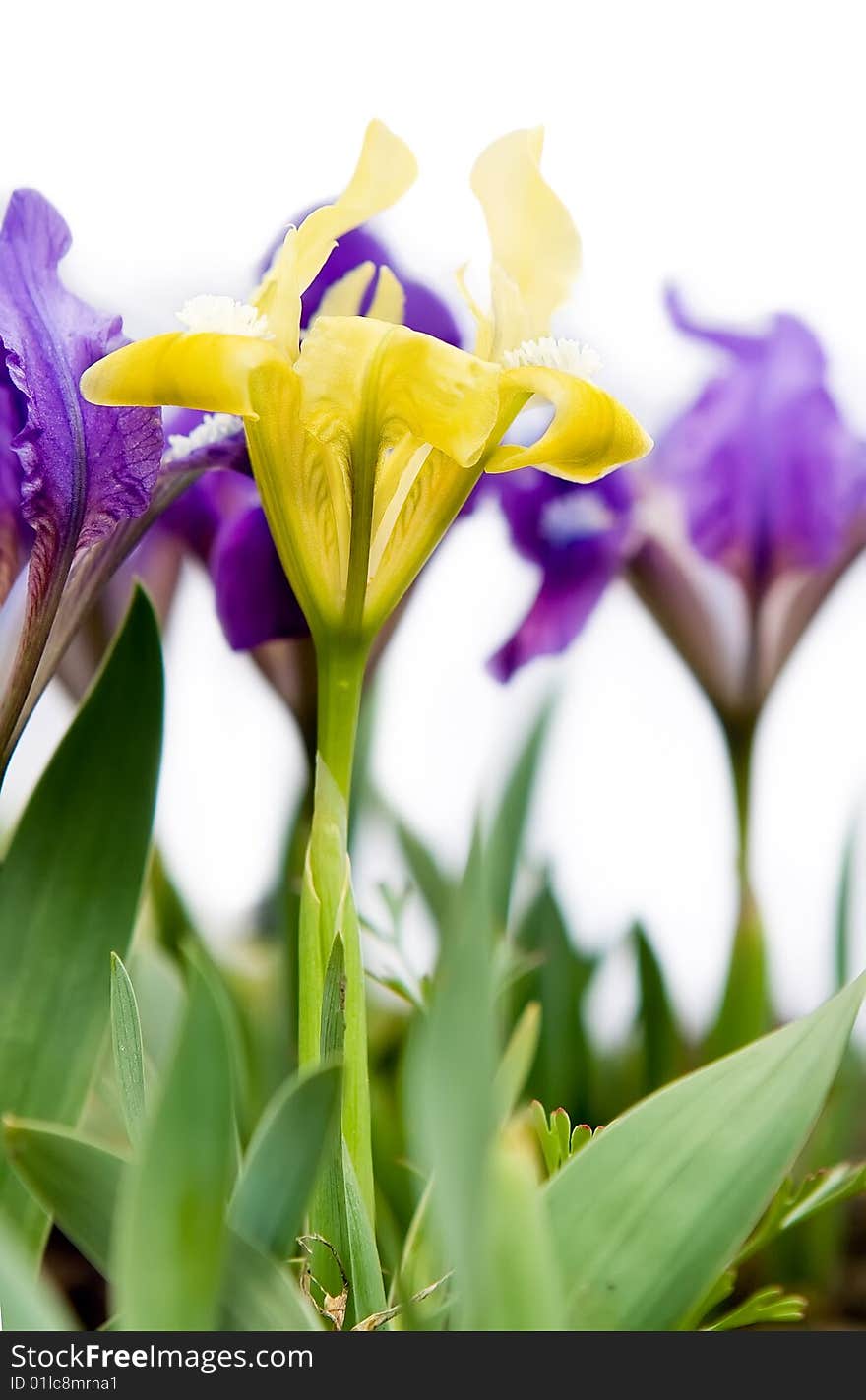 Open yellow iris on white