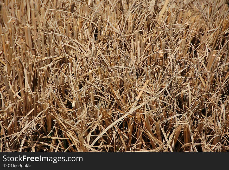 Golden dry grass