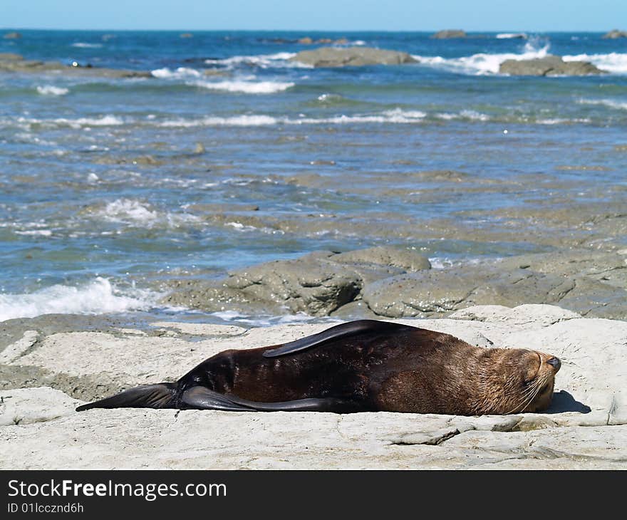 Australasian Fur Seals (Arctocephalus forsteri) resting in Kaikoura, New Zealand